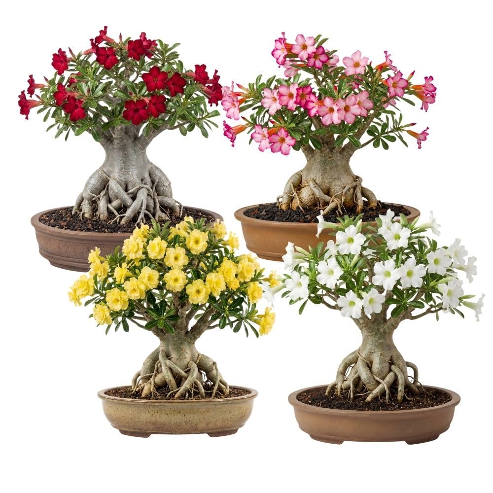 Combo 2 Random Mix Desert Rose Live Plant 4-7 Inches Tall