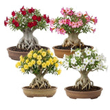 Combo 2 Random Mix Desert Rose Live Plant 4-7 Inches Tall