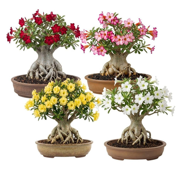 Combo 2 Random Mix Desert Rose Live Plant 4-7 Inches Tall