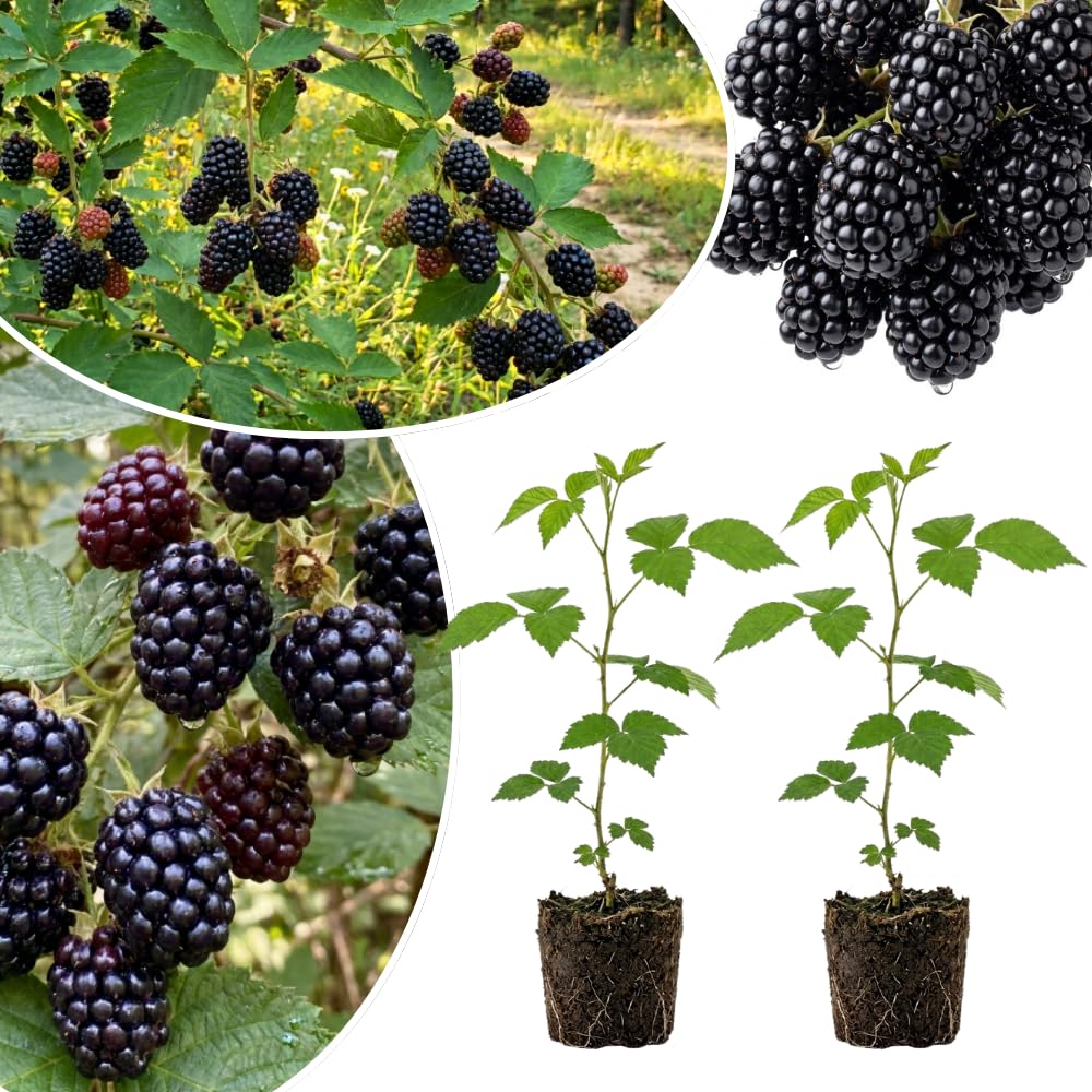 2 Ouachita Black Berry Plants Live, Hardy Garden Plant, 4-6 Inch Tall