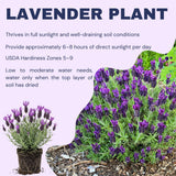 2 Spanish Lavender Plants Live, 4-7 Inch Tall