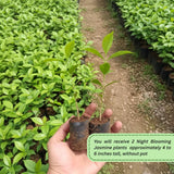 2 Night Blooming Jasmine Plants, Live Starter Plant, 4-6 Inch Tall