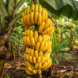Dwarf Cavendish Banana Live Plant, 4-6" Tall Dwarf Banana Tree