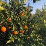 Blood Orange Live Plant in 1 Gallon Pot, 24–30 Inch Tall