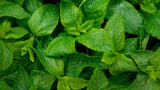 6 Mixed Mint Herb Live Plants, 4-6 Inch Tall
