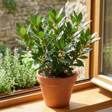Bay Laurel Live Plant, Laurus Nobilis Plant, 10-12 Inch Tall