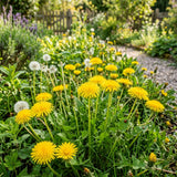 Yellow Dandelion Herb Live Plant, Edible Herb Flower Plant, 4-7 Inch Tall