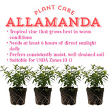 4 Yellow Mandevilla Bushes Live Plants, Tropical Flower Vine, 4-6 Inch Tall