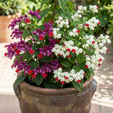 4 Assorted Bleeding Heart Plants Live, Clerodendrum Plant, 4-6 Inch Tall