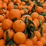 Sweet Orange Live Plant, Citrus Fruit Tree, 1-2 Feet Tall in Gallon Pot