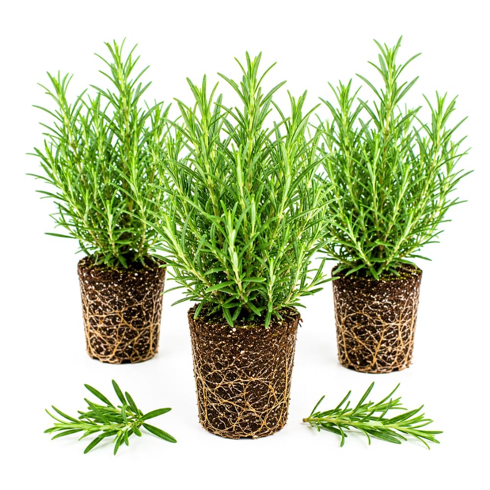 3 Blue Rosemary Live Plants, Rosemary Live Plants, 4-7 Inch Tall