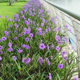 6 Purple Mexican Petunia Plants Live, Perennial Plant, 4-6 Inch Tall