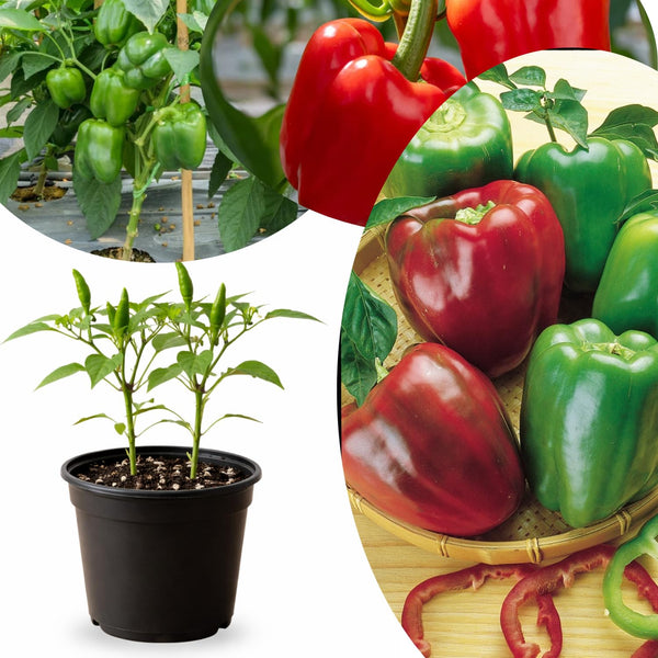 Bell Pepper Plant Live, Pepper Plant, 4-7 Inch Tall, 4 Inch Pot