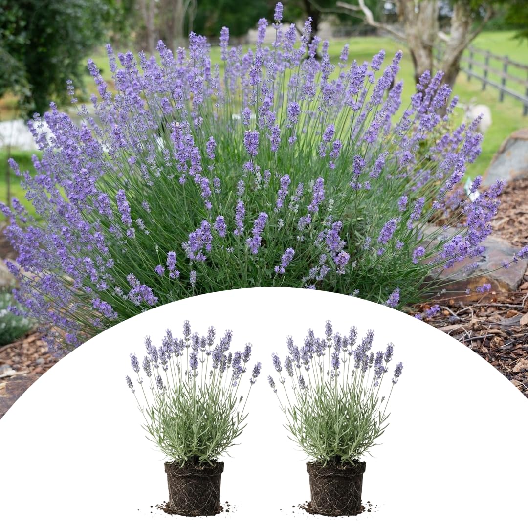2 Provence Lavender Live Plants, 4-7 Inch Tall