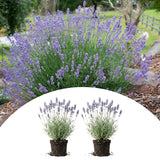 2 Provence Lavender Live Plants, 4-7 Inch Tall