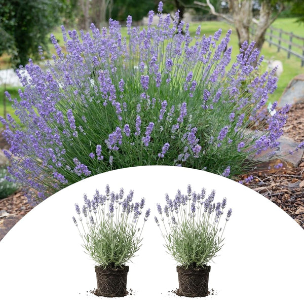 2 Provence Lavender Live Plants, 4-7 Inch Tall