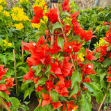 Set 2 Bright Red Bougainvillea Live Plant 5-7 Inch Tall
