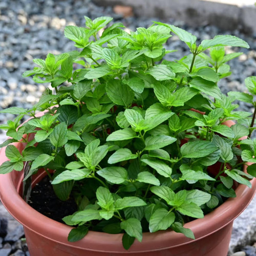 2 Mojito Mint Herb Live Plants, 4-5 Inch Tall