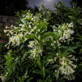 Set of 3 Fragrant Night Blooming Jasmine Plants Live,