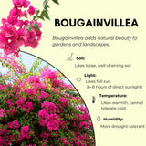 Pink Bougainvillea Plant Live, Tropical Vine, 6-8 Inch Tall, 4 Inch Pot