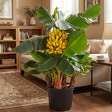 Truly Tiny Banana Live Plant, 4-6" Tall Dwarf Banana Plant