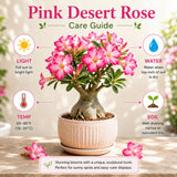 Pink Desert Rose Plant Live, Succulent Houseplant, 4-7 Inch Tall