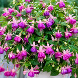 Purple White Fuchsia Plant Live in 5'' Pot, Hanging Fuchsia Flowers Bush Shrub for Hanging Basket, Hardy Indoor Outdoor Flowering Plant, 4–8 Inch Tall Starter Plants