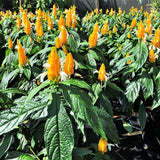 2 Yellow Shrimp Plants Live, Indoor Outdoor Plant, 4-7 Inch Tall