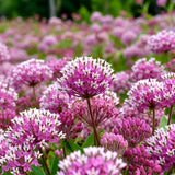 2 Pink Milkweed Live Plants, Asclepias Tuberosa, 4-6 Inch Tall