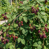 2 Boysenberry Plants Live, Starter Plant, 4-6 Inch Tall