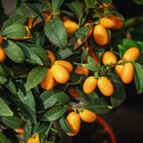 Orange Kumquat Tree, Live Starter Plant, 1 Gallon Pot