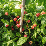 Carolina Reaper Pepper Chili Live Plant, 4-7 Inch Tall, 4 Inch Pot