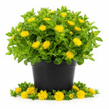 Yellow Ice Plant Live Plant, Ground Cover, 4 Inch Pot