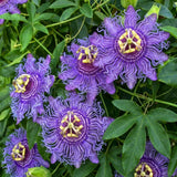 2 Purple Passion Flower Live Plants, Home Garden Plant, 4-7 Inch Tall