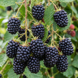 2 Big Live Black Berry Plants, Perennial Berry Bush, 4-6 Inch Tall