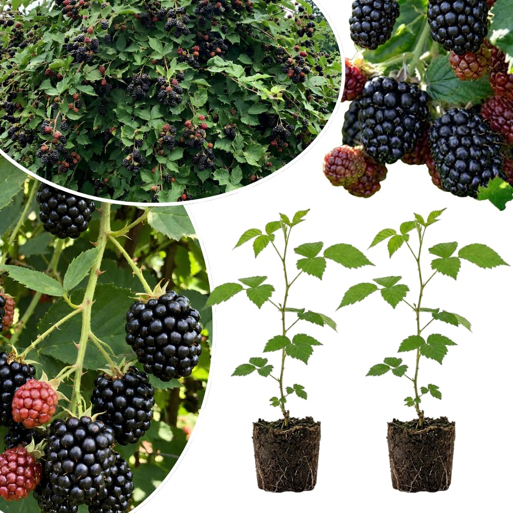 2 Big Live Black Berry Plants, Perennial Berry Bush, 4-6 Inch Tall