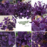 3 Purple Tradescantia Wandering Jew Live Plants, Houseplant, 4-6 Inch Tall