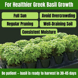 Combo 6 Greek Basil Plant Live 3-5 Inch Tall