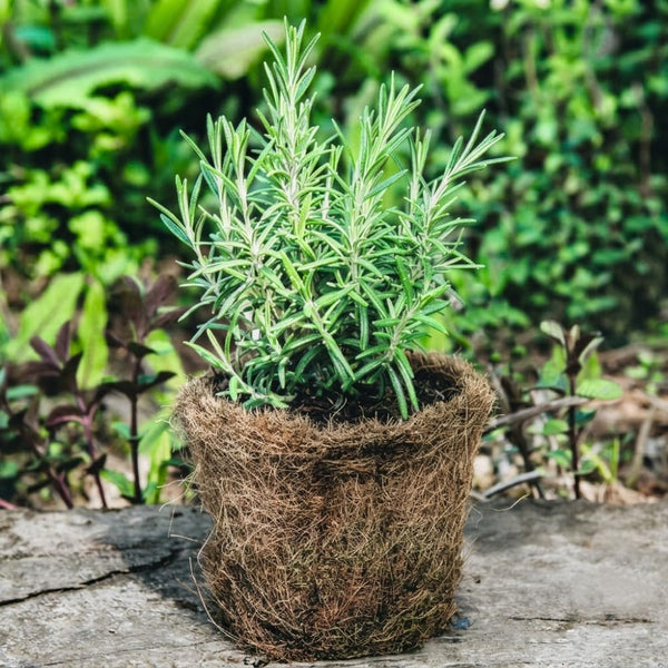 Rosemary Live Plant, Indoor Outdoor Herb Plant, 5-7 Inch Tall, 4 Inch Pot
