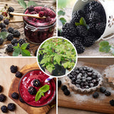2 Osage Blackberries Plant Live, Sweet Fruit, 4-7 Inch Tall