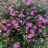 2 Purple Mexcian Heather Plant 5-7 Inch Tall