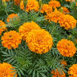 Orange African Marigold Plant Live, 5-7 Inch Tall, 4 Inch Pot