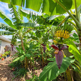 Grand Nain Banana Live Plant, 4-6 Inch Tall Dwarf Banana Tree