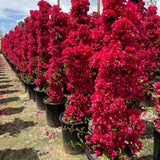 2 Double Red Bougainvillea Plants Live, Indoor Outdoor Plant, 5-7 Inch Tall