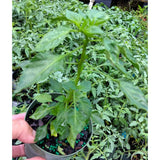 Red Pepper Plants Live, Live Seedling, 4-7 Inch Tall, 4 Inch Pot