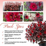Pack 3 Cranberry Hibiscus Plant Live,4-6" Tall