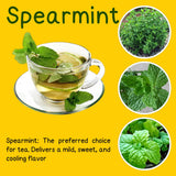 6 Spearmint Live Plants, 3-6 Inch Tall