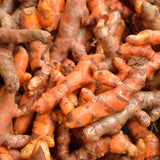 Turmeric Plant Live, Curcuma Turmeric Rhizomes Root, 4-6 Inch Tall