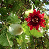 Deep Red Passion Flower Plant Live, 4-6 Inch Tall