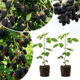2 High Yields Black Berry Plants Live, Live Starter Plant, 4-6 Inch Tall